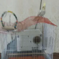 عروسی هلندی ماده باقفس|پرنده|اردبیل, |دیوار