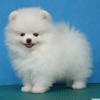 مجوعه سگ های فانتزی