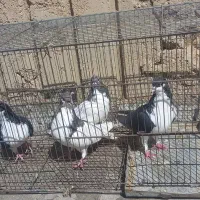 شهری|پرنده|شیراز, شهرک کوشکک|دیوار