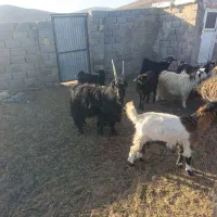 گوسفند بز و بزغاله و دوبر