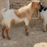 بز وپازن فروشی
