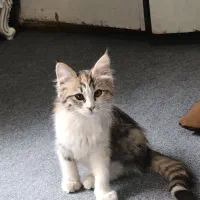 بچه گربه