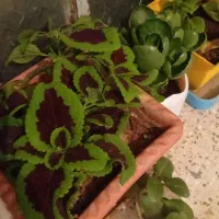 گل های طبیعی زییا|گل و گیاه طبیعی|یاسوج, |دیوار