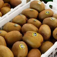 صادرات کیوی