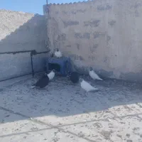 دورح|پرنده|اردبیل, |دیوار