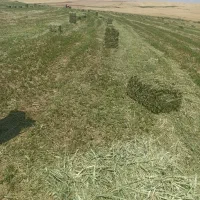 تازه یونجه داخلش گندم و علف هم داره