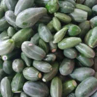 هندوانه کوهی