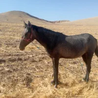 اسب مادیان