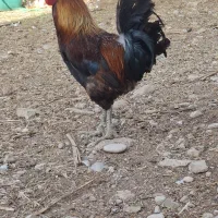 فروش مرغ و خروس