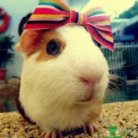 سر پرستی تمام حیوانات|پرنده|تهران, هلال احمر|دیوار