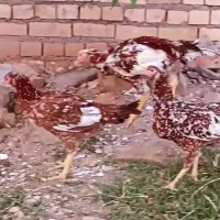 تخم مرغ لاری اصل