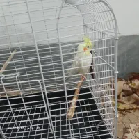 یک عروس نر بالغ|پرنده|قم, علی آباد سعدگان|دیوار