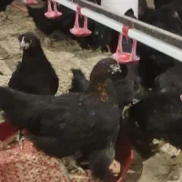 جوجه 110روزه گلپایگان مرغ خروس سیاه تاقچه جهادی