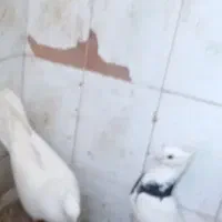 کبوتر باخت رفته