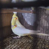 فروش عروس مولد