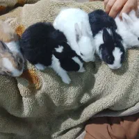 ۸عدد خرگوش کوچولو|موش و خرگوش|برازجان, |دیوار