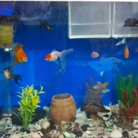 آکواریوم شیشه  خم علت کمبودجا با مقداری وسایل|ماهی|پاکدشت, پاکدشت (مامازند)|دیوار