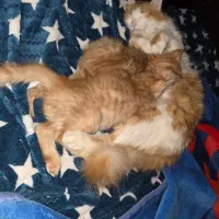 واگذاری دو بچه گربه نارنجی