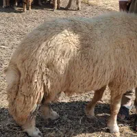 ورن سنجابی