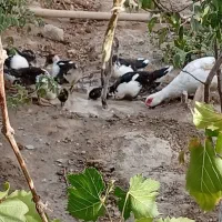 اردک اسراییلی (میگویی)