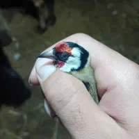 فروشی سهره نر