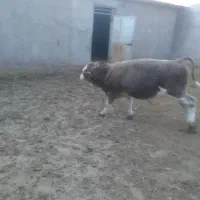 گوساله نر گوشتی سالم سرحال