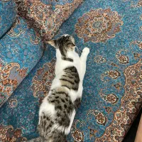 واگذاری گربه|گربه|بابل, |دیوار