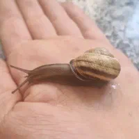 فروش حلزون|خزنده|شهرکرد, |دیوار