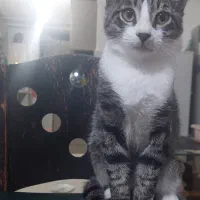 واگذاری رایگان گربه|گربه|لاهیجان, یحی آباد|دیوار