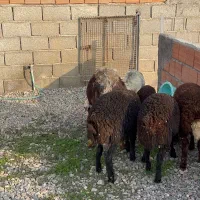 یک راس دوقلو بره ها نر و سه راس بره نر کردستانی ا|حیوانات مزرعه|آق قلا, |دیوار