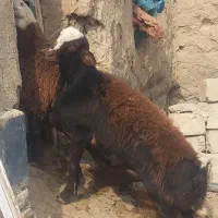 بره قوچ نژاد دار یک ساله|حیوانات مزرعه|صحنه, |دیوار