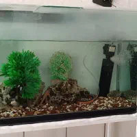 آکواریم|ماهی|سیرجان, |دیوار