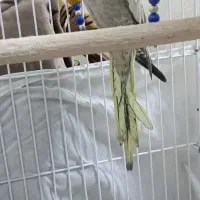 عروس هلندی