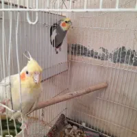 عروس هلندی|پرنده|کامیاران, |دیوار