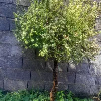 گل کراسولا