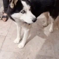 سگ نژاد هاسکی