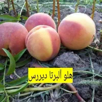 نهال فروشی سبز نهال|خدمات باغبانی و درختکاری|سنندج, |دیوار