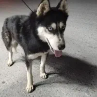 سگ هاسکی سایز کوچیک|سگ|زاینده رود, |دیوار