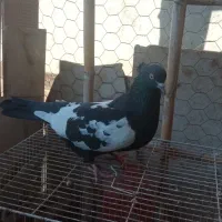 سینه سیاه پشت ماهی|پرنده|مشهد, ادیب نیشابوری (شهرک غرب)|دیوار