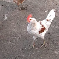 فروش مرغ وخروس