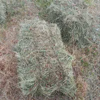 ۱۸۰پرس شبدر و گنرنگال قاطی روستای قاضی اباد|لوازم جانبی حیوانات|ازنا, |دیوار