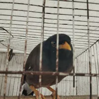 مینا سخنگو|پرنده|گرگان, |دیوار