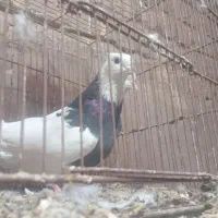 کفتر طوقی|پرنده|قم, انصار‌الحسین|دیوار