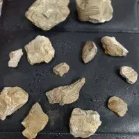 فسیل و سنگواره