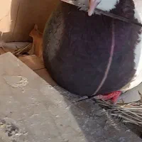 کفتر طوقی