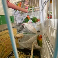 جوجه برزیلی