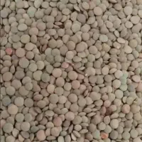 عدس به شرط