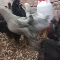 نیمچه امپراطور و محلی|حیوانات مزرعه|ساری, |دیوار