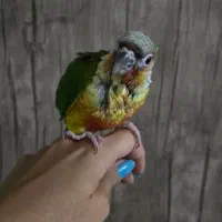گرینچیک ۳ ماهه