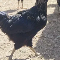 مرغ